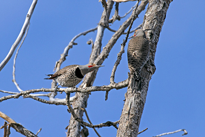 Northern Flickers