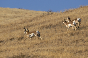 Pronghorn running