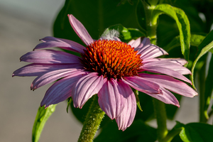 Purple Coneflower