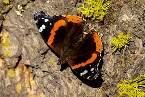 Red Admiral