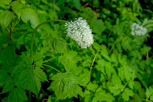 Red Baneberry 