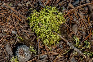 Reindeer Lichen 