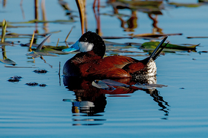 Ruddy Duck 