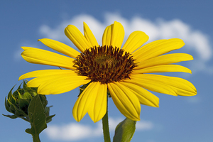Sunflower and Blue Sky