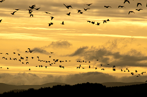  Sunset birds at Baskett Slough National Wildlife Refuge