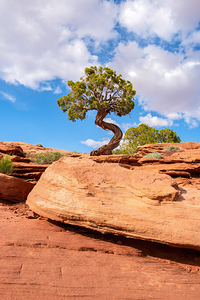 Utah Juniper on a rock ledge