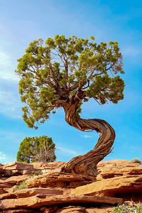 Utah Juniper 