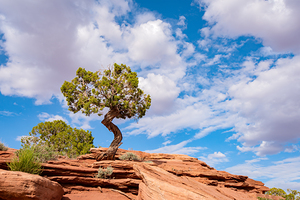 Utah Juniper on a rock ledge