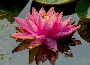 Water Lily with water drops