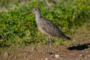 Willet in Idaho