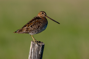 Wilsons Snipe at Camas Prairie Centennial Marsh