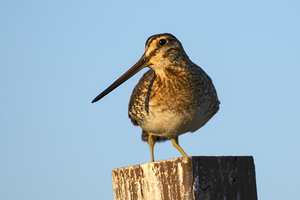  Wilsons Snipe at Eagle Island State Park