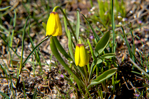 Yellow Bell Fritillaria pudica