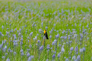 Yellow-headed Blackbird in a Camas prairie