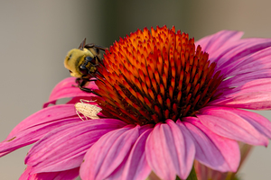 Nevada Bumblebee and moth on Purple Coneflower