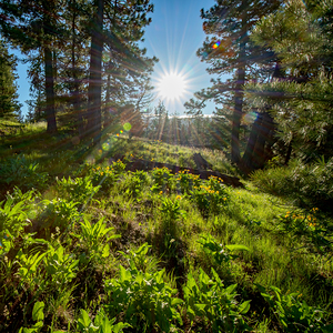 Early morning sun at Ponderosa State Park