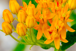 morning dew on Butterfly Milkweed