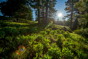 Morning sun rays in a Ponderosa forest