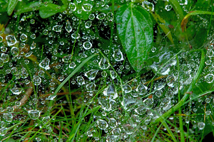 water drops in spider web