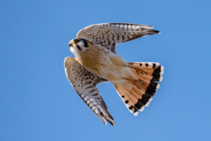 American Kestrel in flight