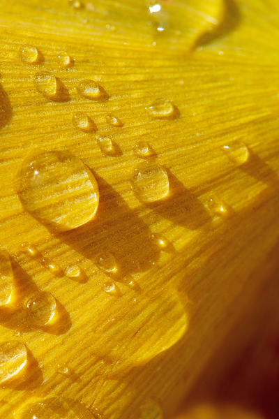 rain drops on a ginkgo leaf by Nature Photo Northwest