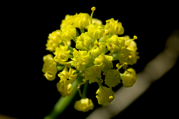 Gray’s biscuitroot flower in morning sunlight in Idaho by Nature Photo Northwest