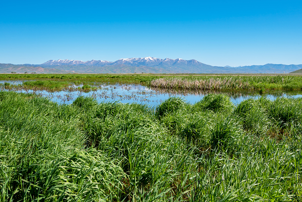 Camas Prairie Centennial Marsh in Idaho  Print