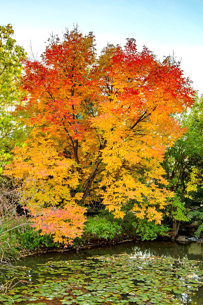 Ash tree fall colors  Print