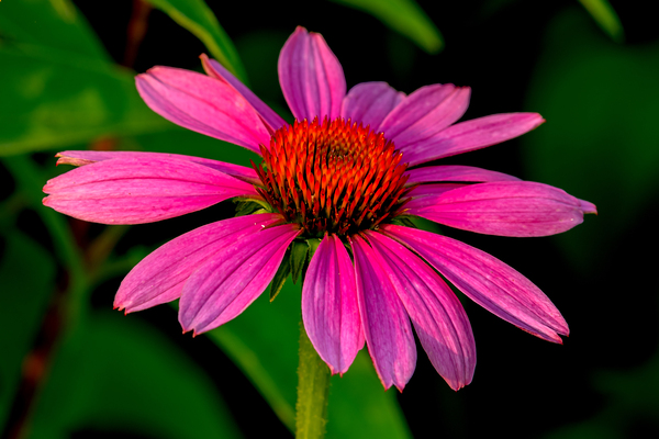 Purple Coneflower in the morning by Nature Photo Northwest