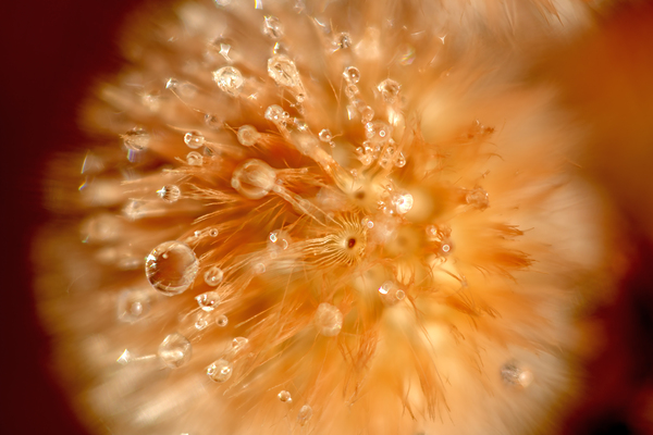 morning sunlight meets dew drops on plant seeds by Nature Photo Northwest