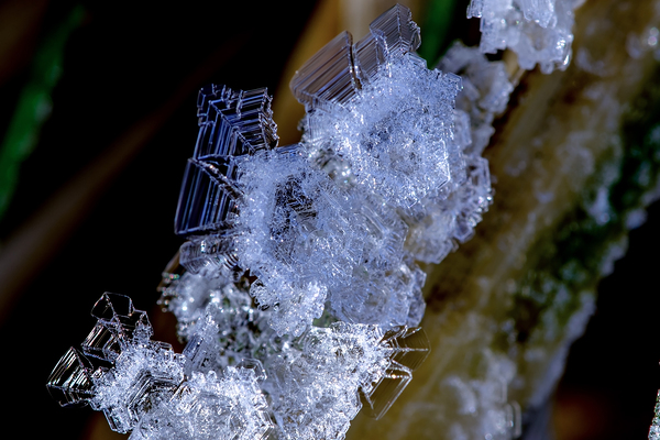 Ice formations on a leaf by Nature Photo Northwest