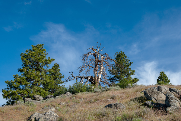 5000 feet in elevation in Boise National Forest by Nature Photo Northwest