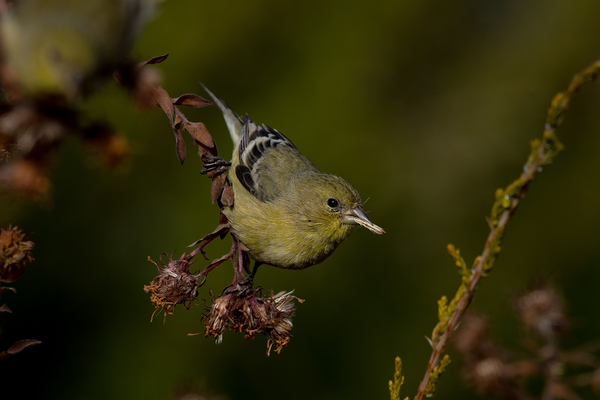 Lesser Goldfinch female with aster seed by Nature Photo Northwest