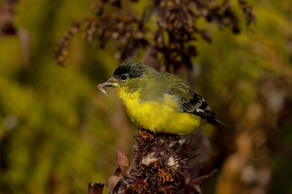 Lesser Goldfinch male with aster seed by Nature Photo Northwest