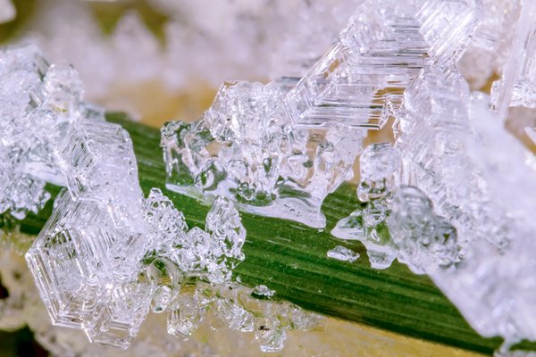 Ice formations on a blade of grass by Nature Photo Northwest