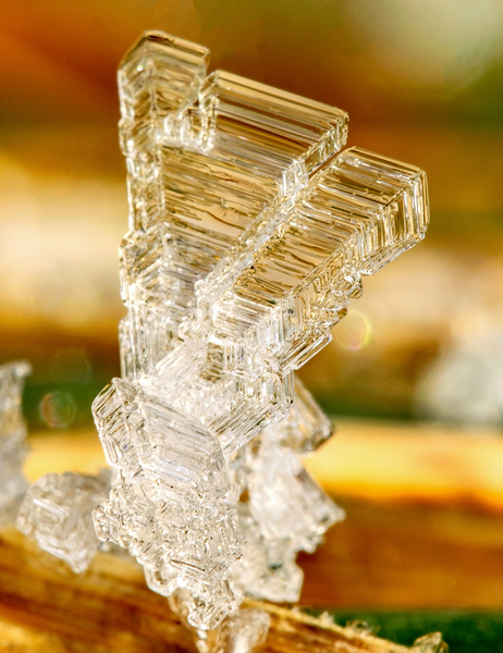 Ice formations on a leaf vertical image by Nature Photo Northwest