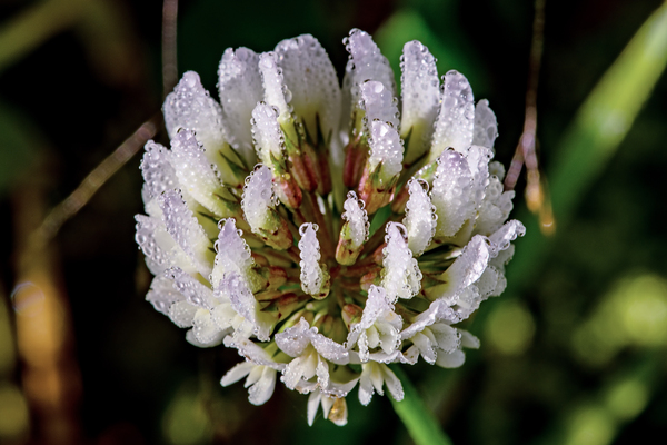 White Clover with dew by Nature Photo Northwest