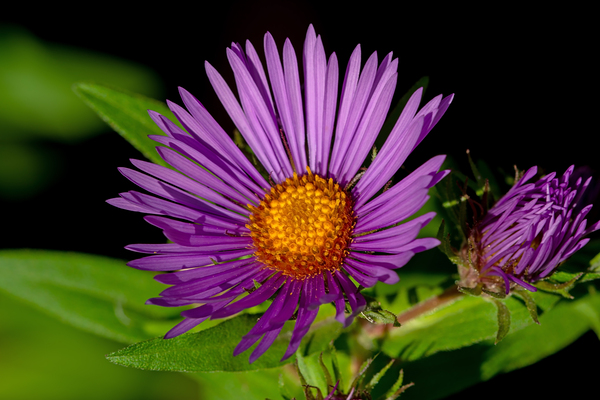 New England Aster in morning sun  Print