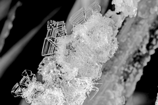 Ice formations on a leaf by Nature Photo Northwest