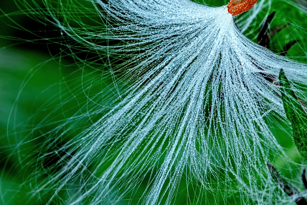 milkweed seed with morning dew beautiful closeup by Nature Photo Northwest