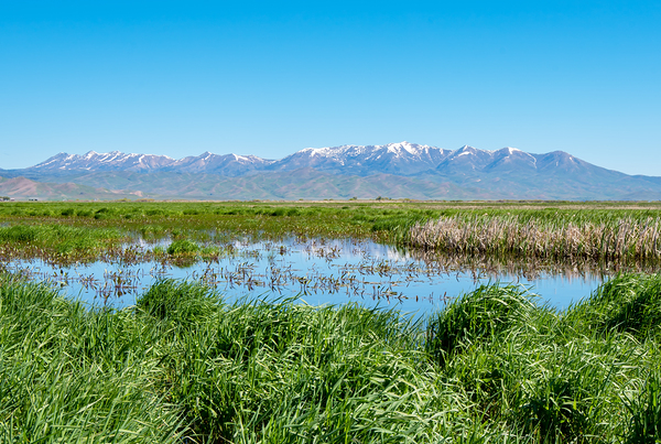 Camas Prairie Centennial Marsh in Idaho USA by Nature Photo Northwest