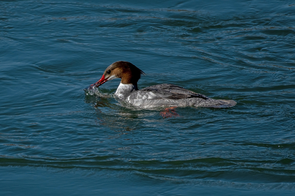 Common Merganser with fish on the Boise River Idaho by Nature Photo Northwest