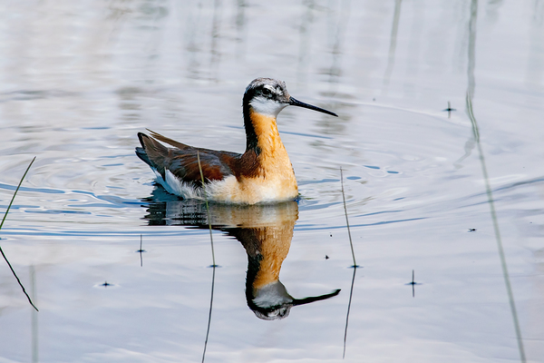 Wilsons Phalarope at Camas Prairie Centennial Marsh by Nature Photo Northwest