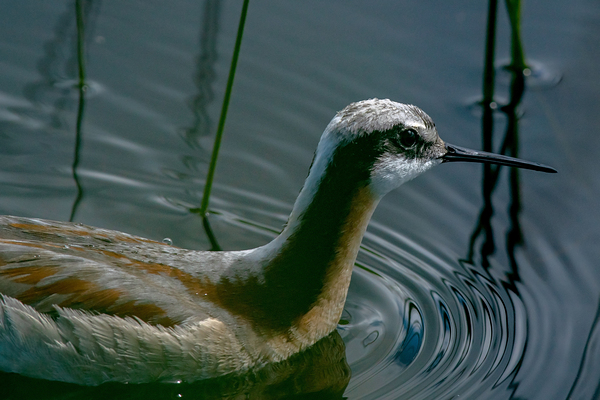 Wilsons Phalarope at Camas Prairie Centennial Marsh by Nature Photo Northwest