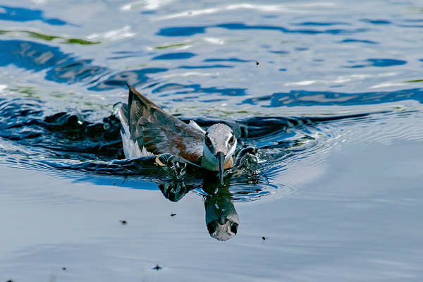 Wilsons Phalarope  by Nature Photo Northwest