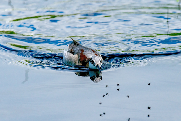 Wilsons Phalarope photo by Nature Photo Northwest