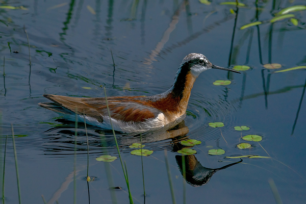 Wilsons Phalarope in Marsh by Nature Photo Northwest