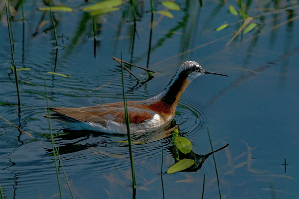 Wilsons Phalarope photo at Camas Prairie Centennial Marsh by Nature Photo Northwest