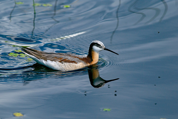 Wilsons Phalarope at Camas Prairie Centennial Marsh by Nature Photo Northwest