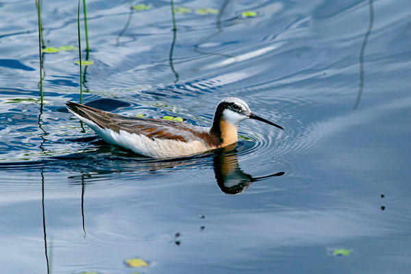 Wilsons Phalarope high resolution photo by Nature Photo Northwest